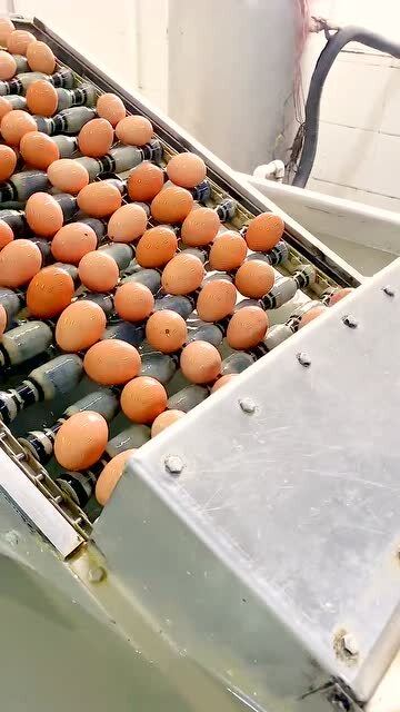 食品廠的雞蛋糕特別干凈,雞蛋都被清洗過,不是黑心作坊能比的